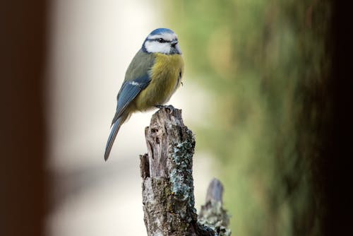 새, 야생동물, 자연의 무료 스톡 사진