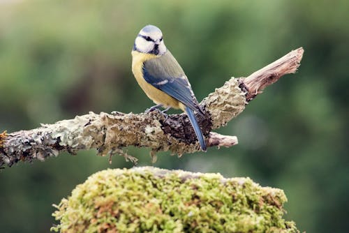 Бесплатное стоковое фото с дикая природа, наблюдение за птицами, обои с видами природы