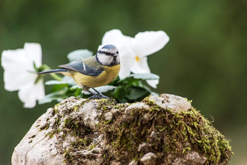 꽃, 새, 야생동물의 무료 스톡 사진