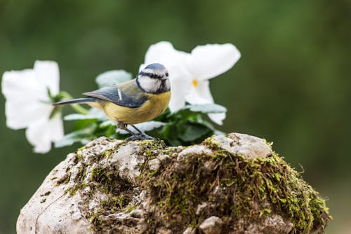 Gratis lagerfoto af blåmejse, blomster, dyreliv