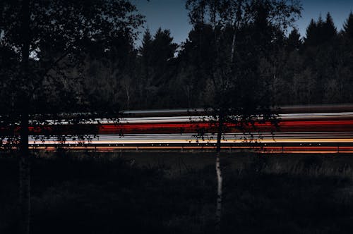 Groene Bomen Tijdens De Nacht