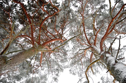 Foto profissional grátis de árvore, árvores, floresta