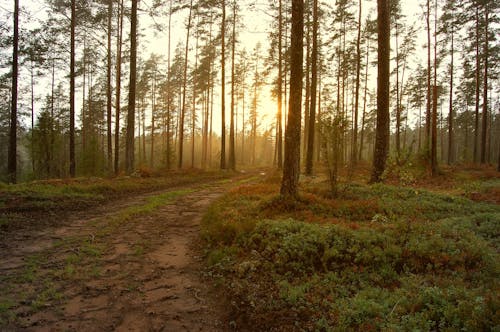 Groen En Bruin Bos