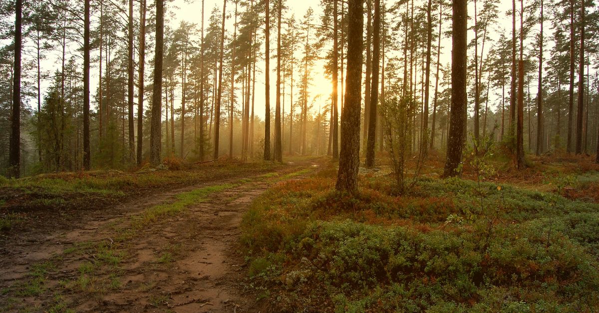 Naturlandskab på væggen: Sådan bruger du lokalfoto.dk til at skabe ro, dybde og identitet i din indretning