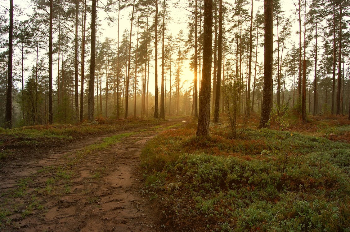 Green and Brown Forest