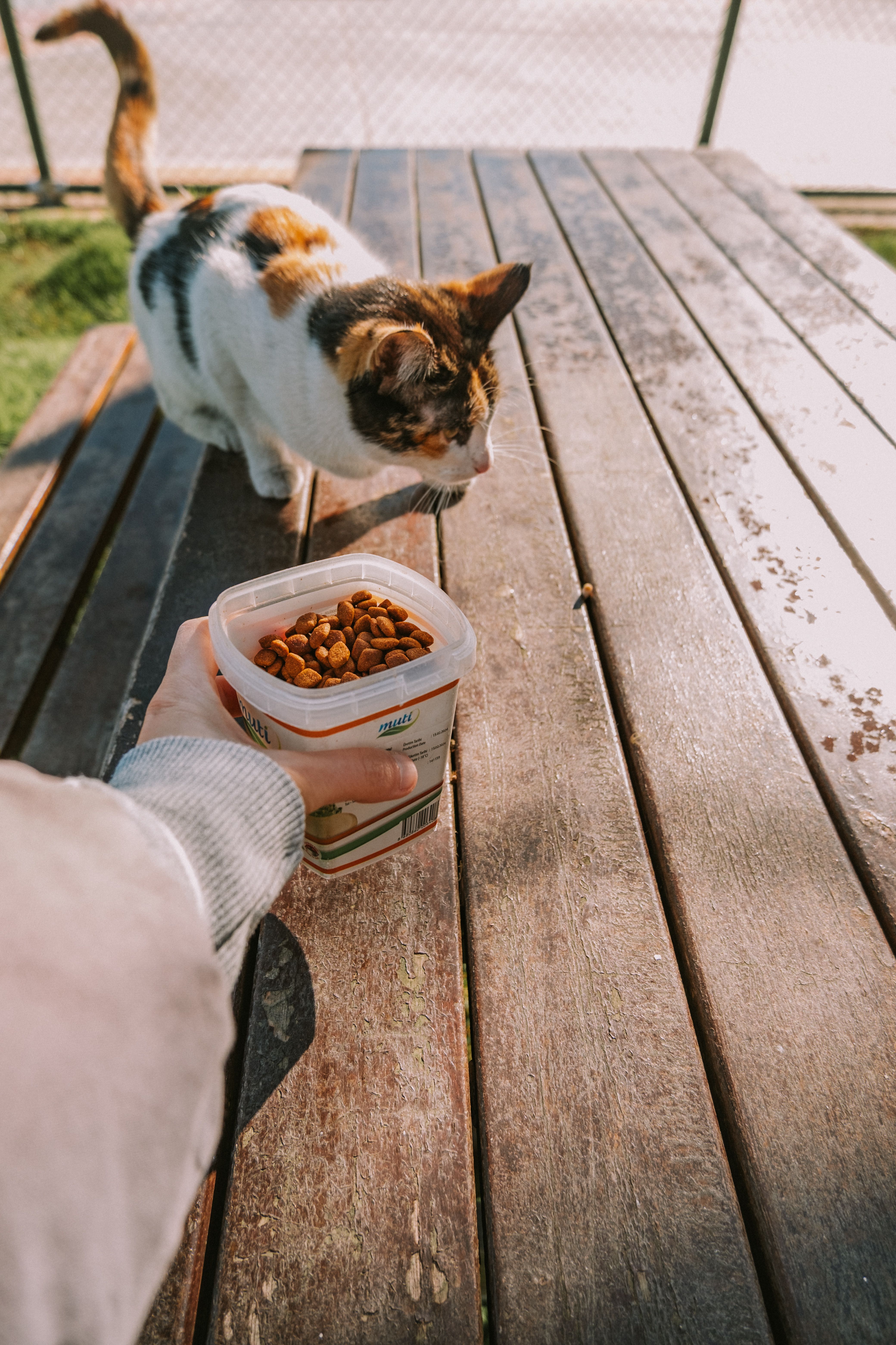 Ração para Gatos Filhotes (7,5kg)