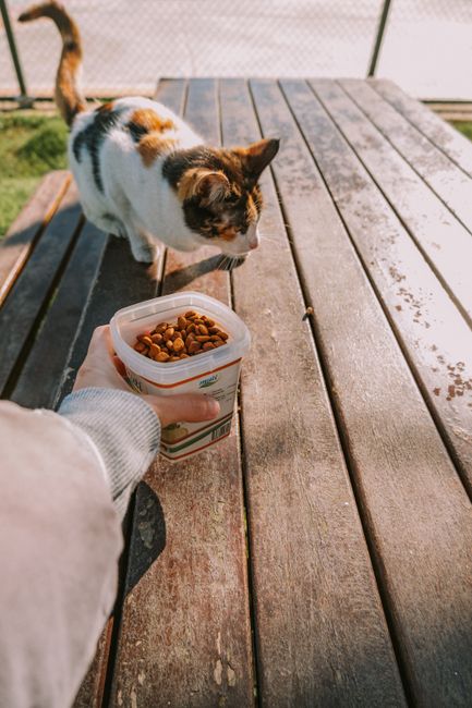 Ração para Gatos Filhotes (7,5kg)