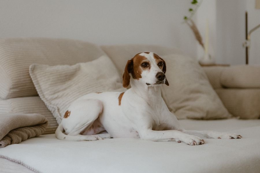A beagle mix resting on a cream sofa