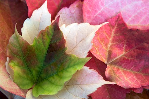 Gratis lagerfoto af efterårsblade, farverig baggrund, natur baggrund