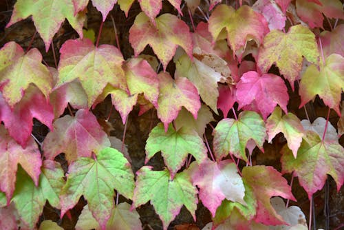 Gratis lagerfoto af blade, efterårsblade, farverig baggrund