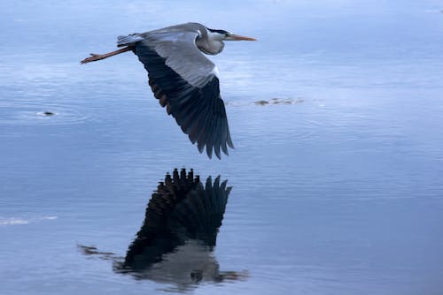 Бесплатное стоковое фото с вода, летящая птица, море