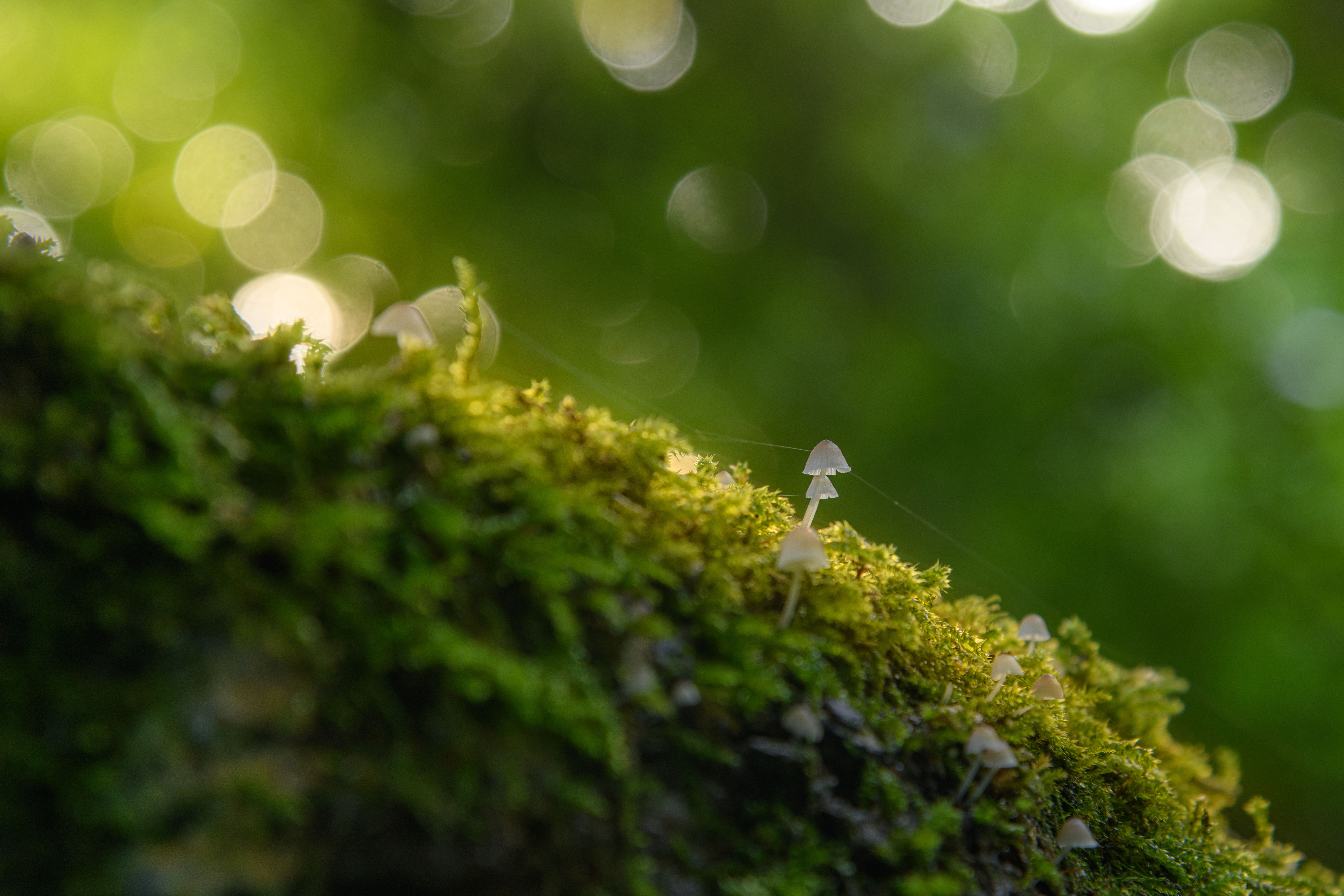 Close-up of delicate white mushrooms growing on a moss-covered log with bokeh light in a verdant forest.