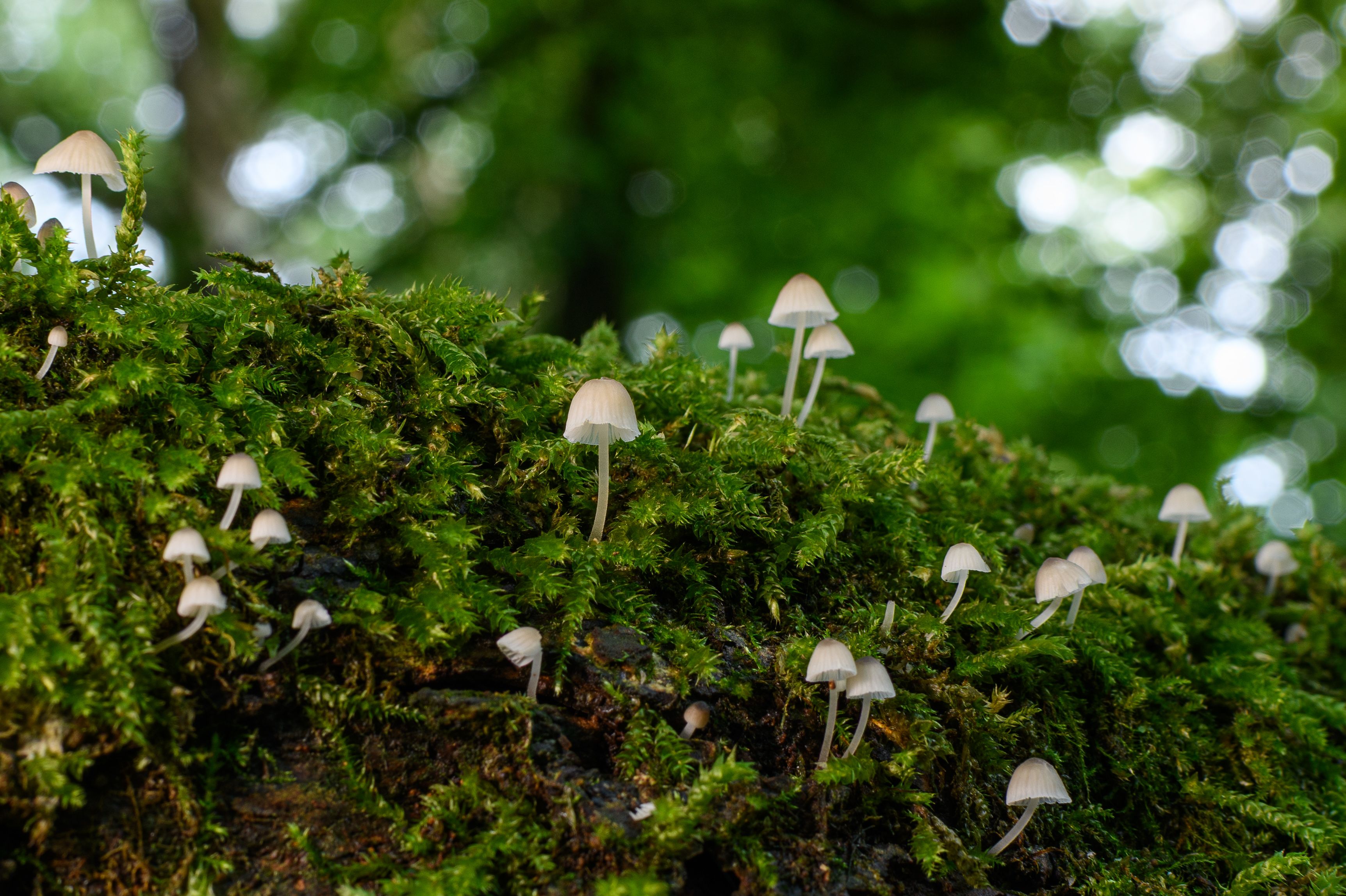 Little white mushrooms sprout on a lush mossy log in a serene Northern Ireland forest.