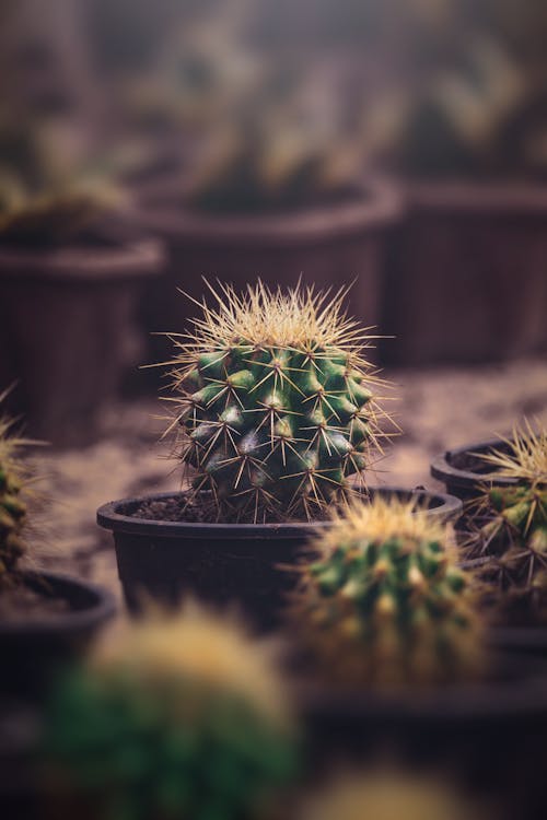 Cactus in pot growing in plant nursery