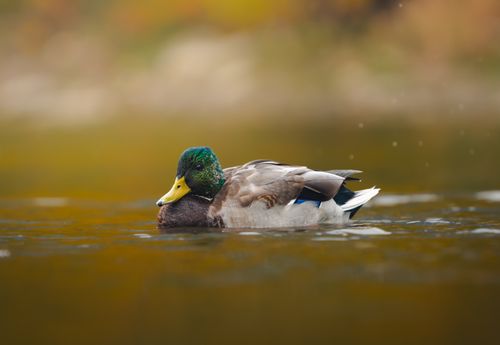 Free Close-up of a male mallard duck swimming in a calm autumn lake. Stock Photo