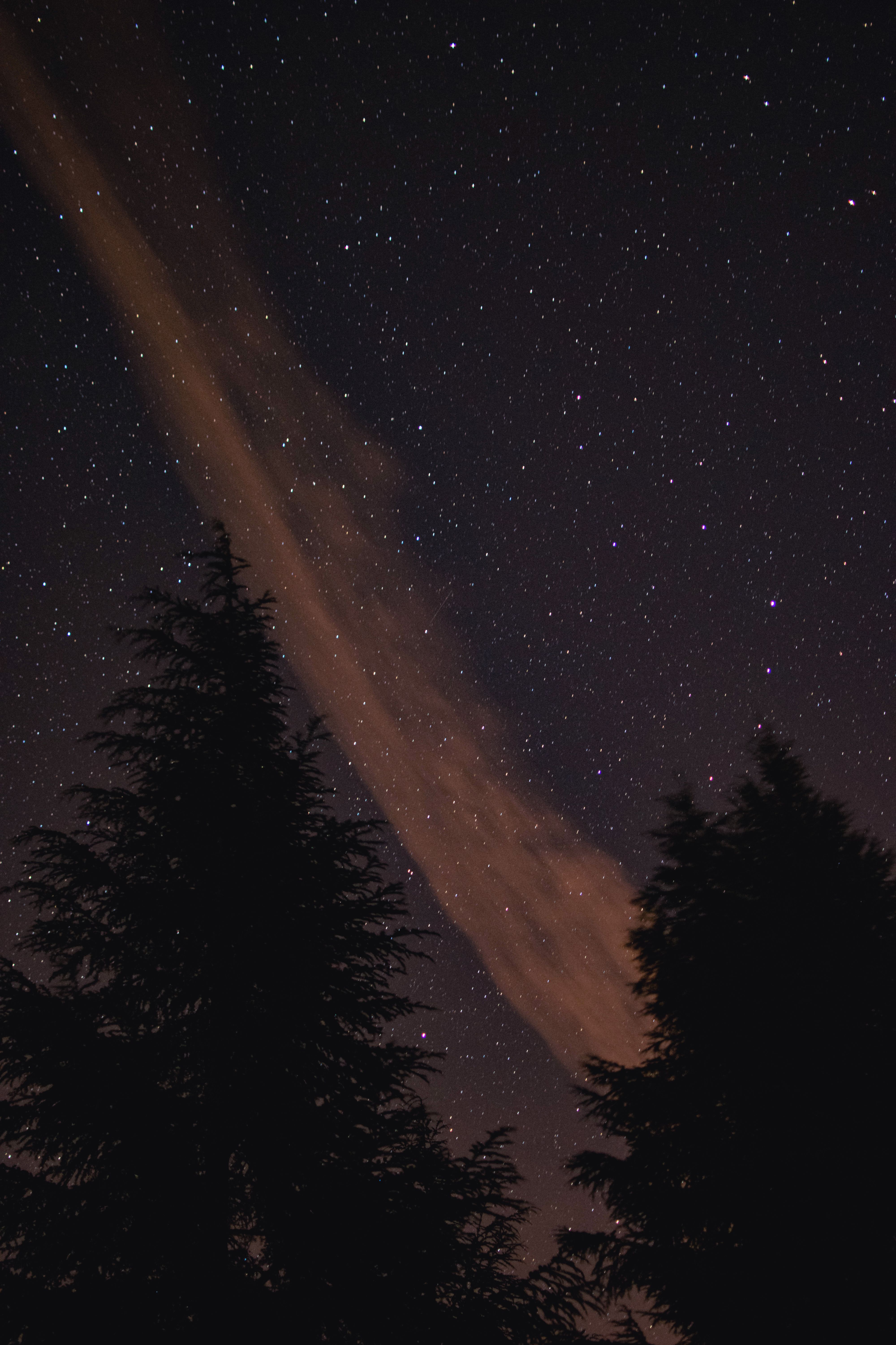 宁静的户外夜空中，星星照亮了树木的轮廓