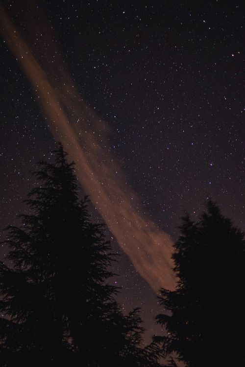 Free Stars illuminate the night sky over silhouetted trees in a serene outdoor setting. Stock Photo