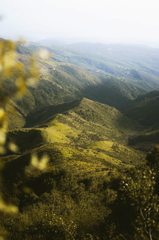 Expansive view of lush green hills and valleys in Algerian mountains.