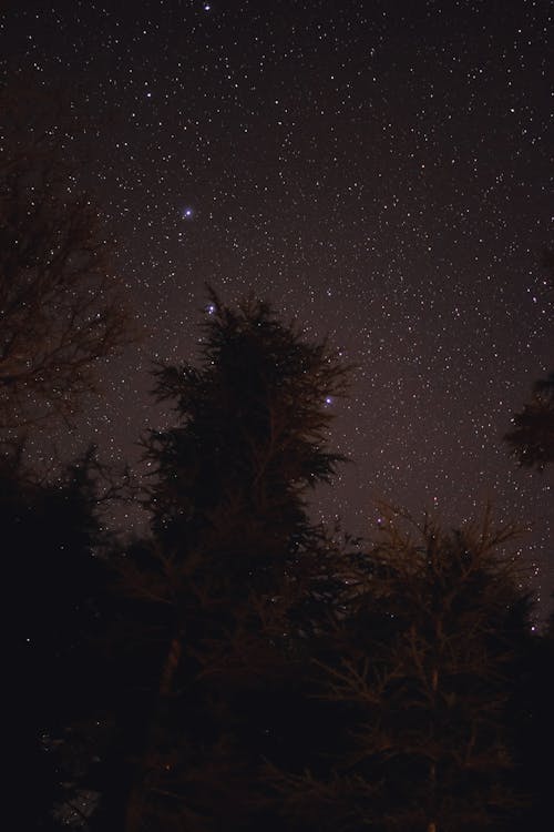 Green Trees Under Starry Night