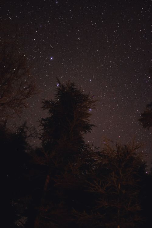 Free Beautiful starry night sky with silhouettes of trees, capturing the wonder of the cosmos. Stock Photo
