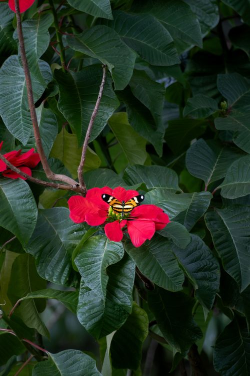 Free A vivid butterfly perched on lush red tropical flowers surrounded by green leaves. Stock Photo