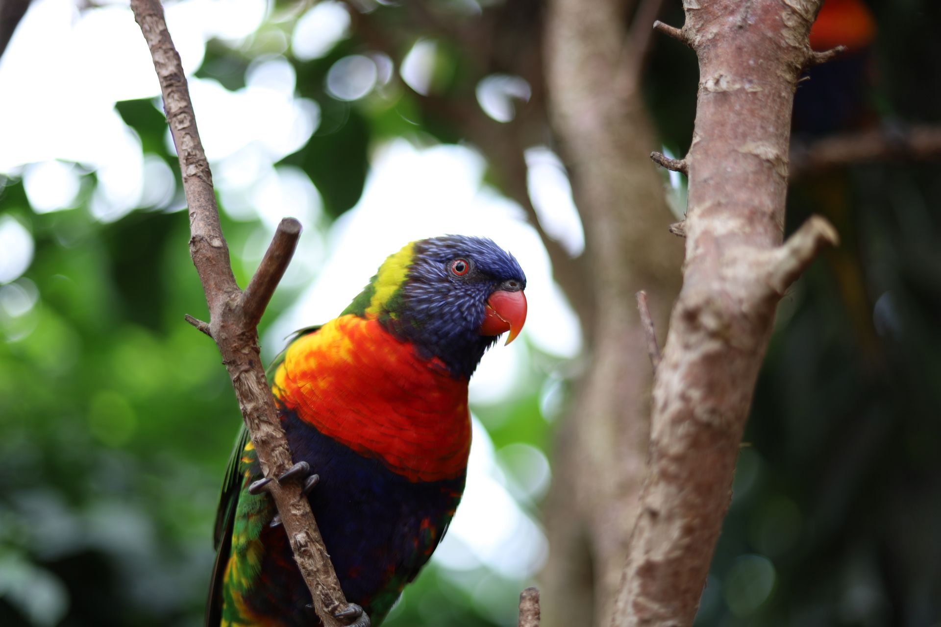 A colorful rainbow lorikeet perching on a branch in a lush outdoor setting.