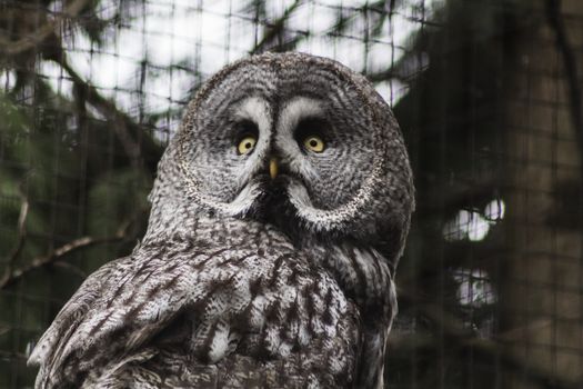 owl photo