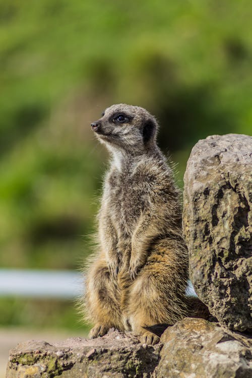 Foto d'estoc gratuïta de animal, blur de fons, fotografia d'animals