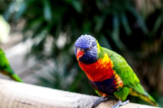 Close-up of a colorful rainbow lorikeet perched outdoors, highlighting its vibrant plumage.