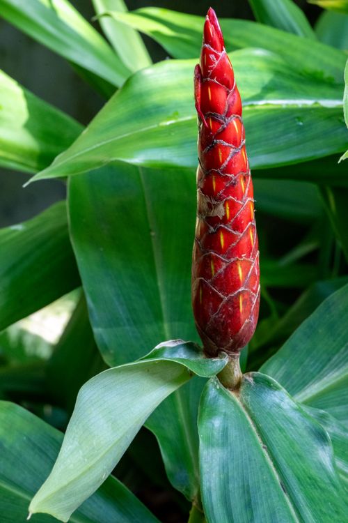 Free Close-up of a scarlet spiral ginger flower with lush green leaves outdoors in daylight. Stock Photo