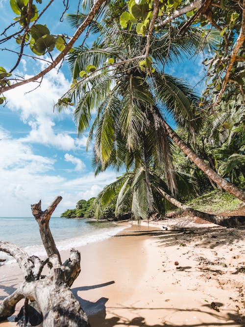Free Green Coconut Tree on Beach Shore Stock Photo