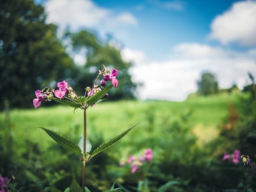 Foto d'estoc gratuïta de bokeh, camp de flors, camp verd