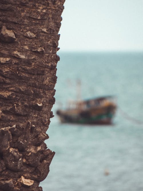 Free stock photo of background, bark, bay