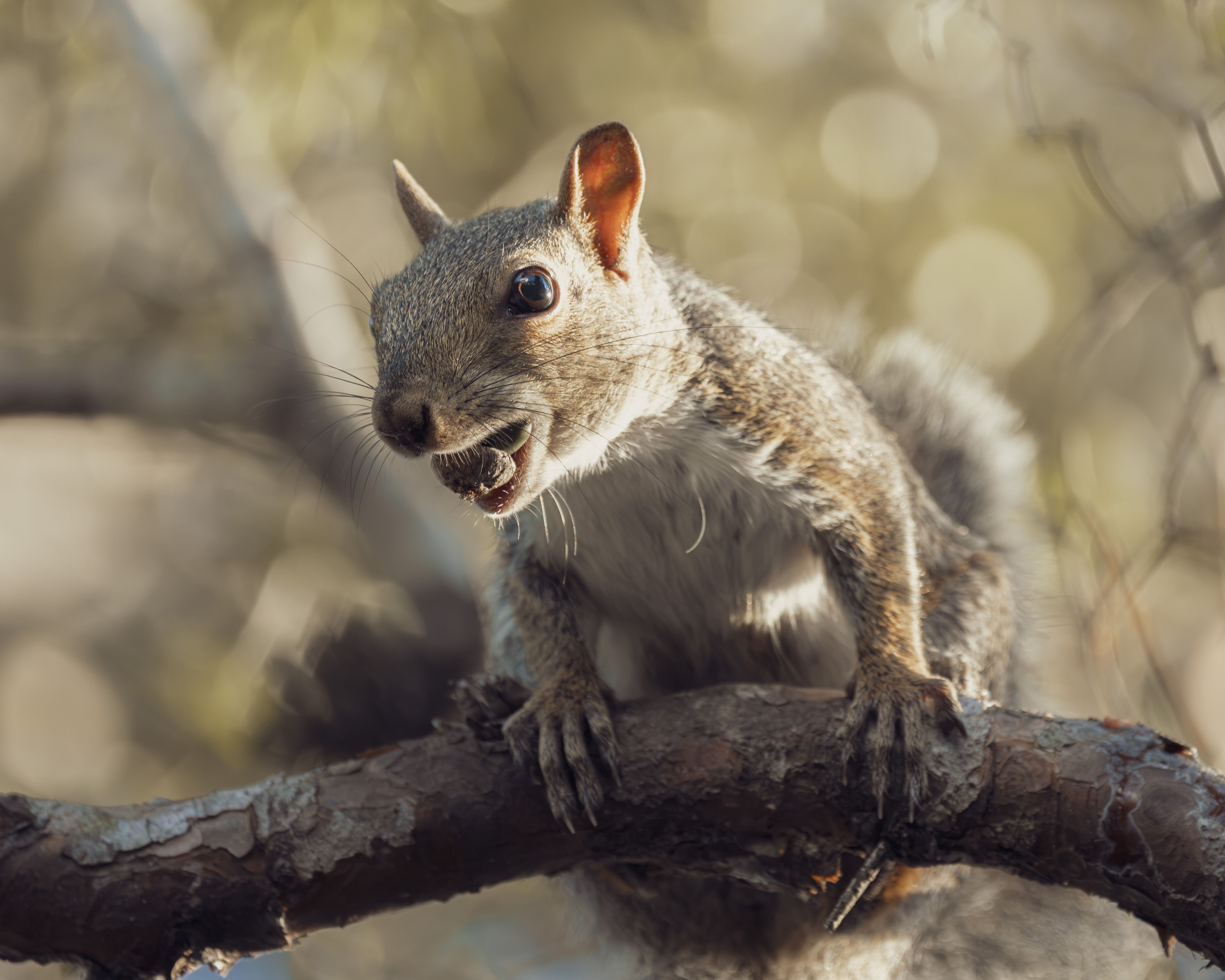rodent entry point sealing