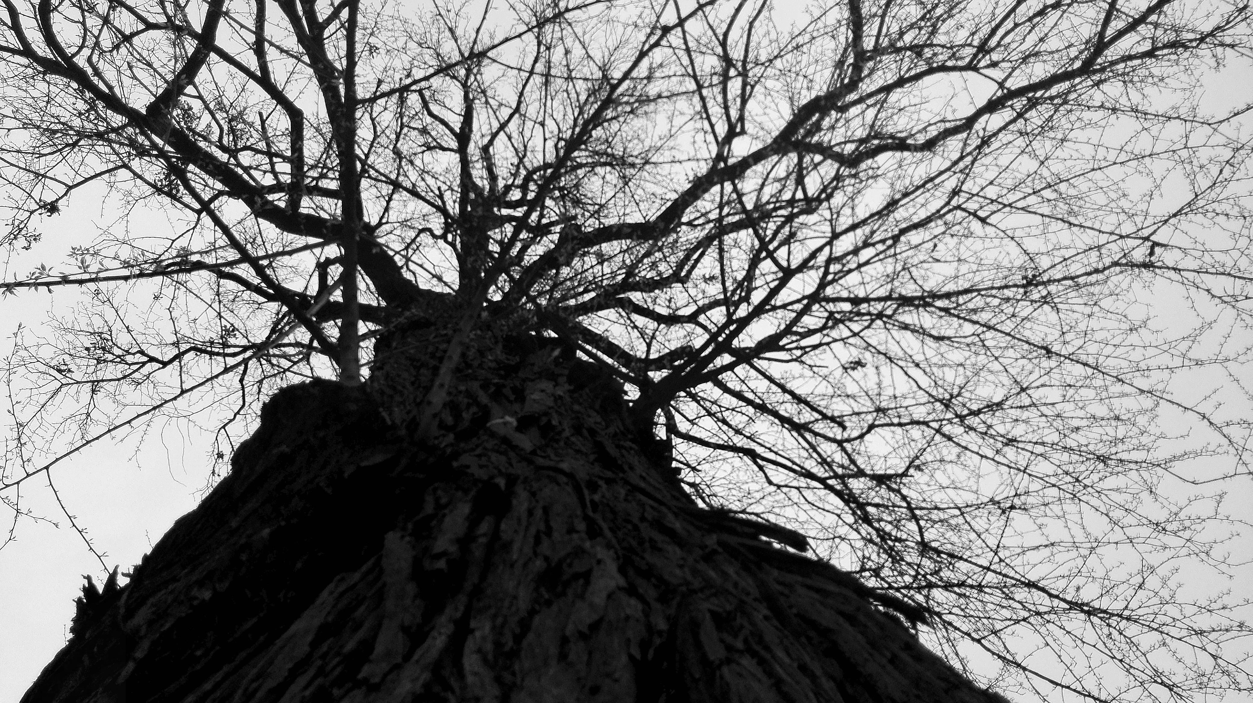 Free stock photo of black and white, tree