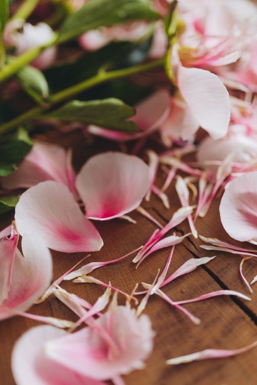 Free Soft pink rose petals scattered on a rustic wooden surface, capturing natural beauty and elegance. Stock Photo