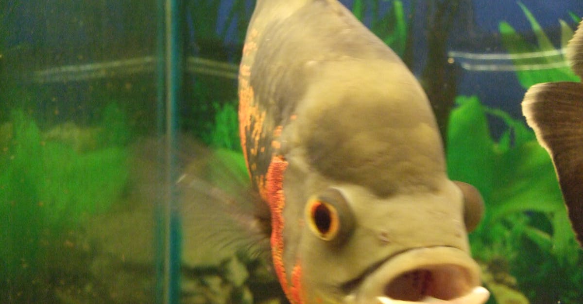 Free stock photo of aquarium, eyes, fish