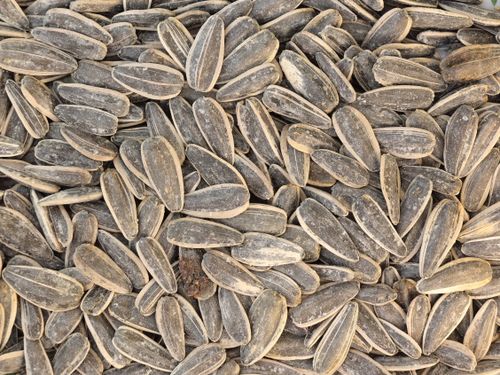 Free A detailed close-up image of a pile of unshelled sunflower seeds, ideal for agricultural or food stock photos. Stock Photo