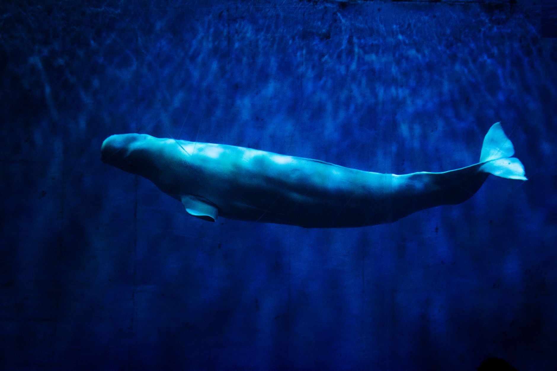 Benny the Beluga