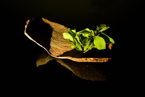 Foto d'estoc gratuïta de bosc, combinació, de fulla perenne