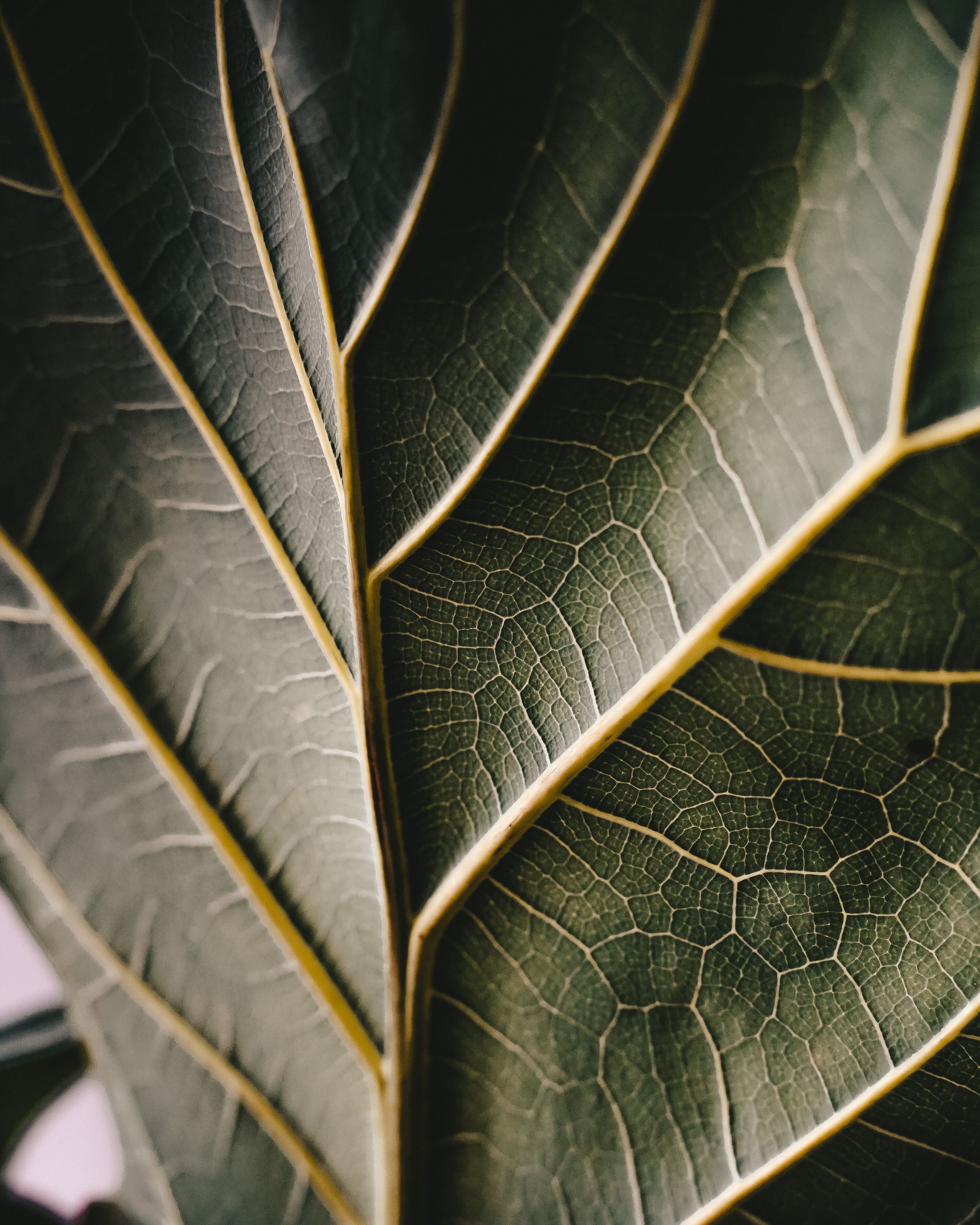 Green Flat Oblong Leaf Plant on Close Up Photography · Free Stock Photo