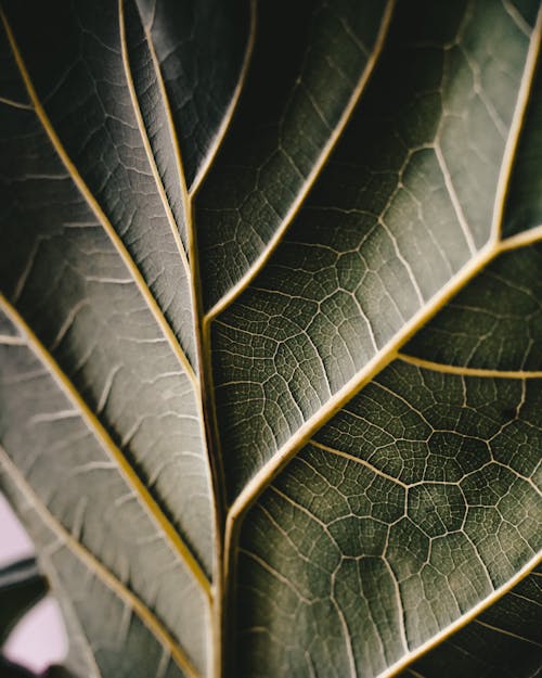 Green Leaf in Close Up Photography