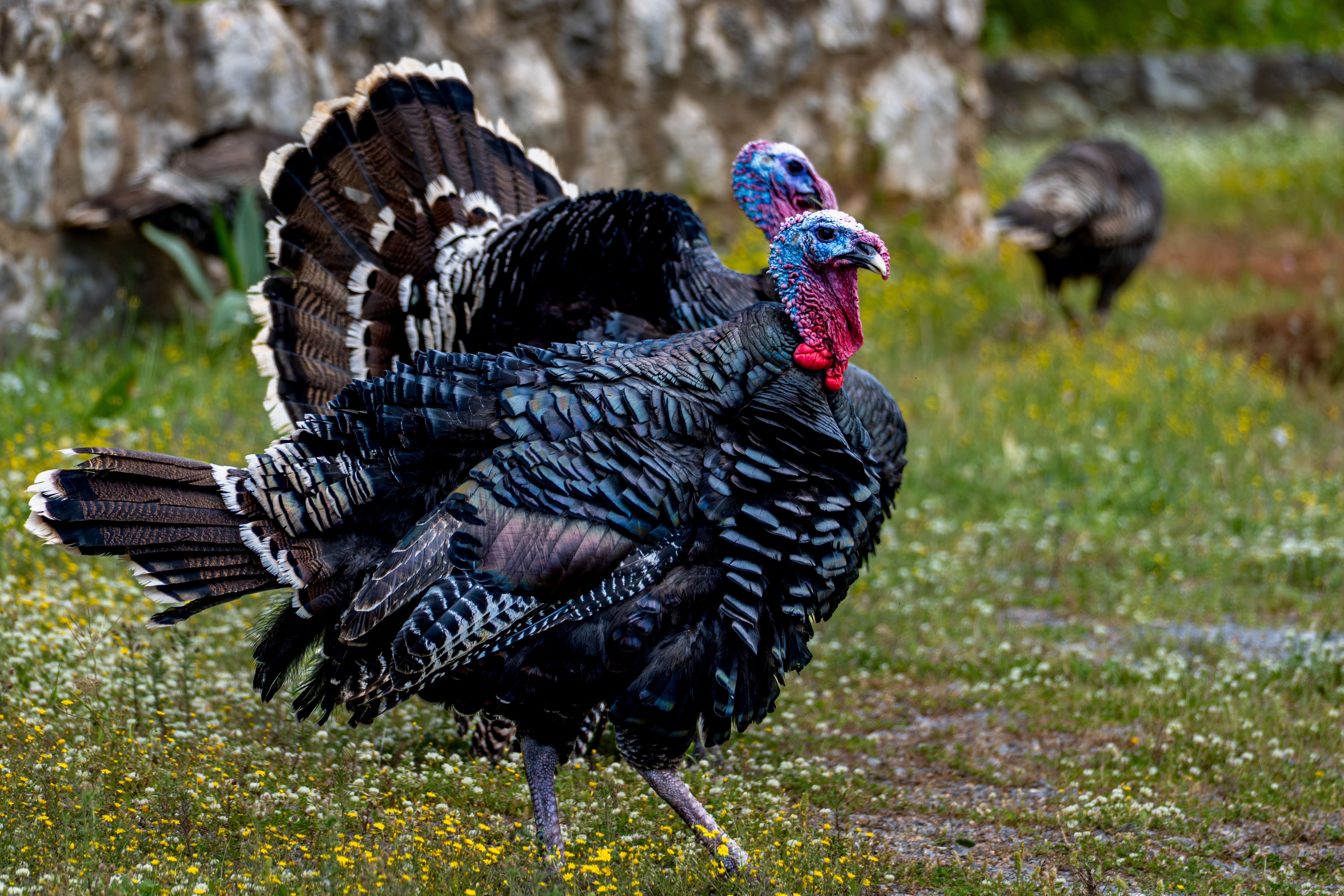 Vibrant wild turkeys display their plumage in a lush outdoor setting.