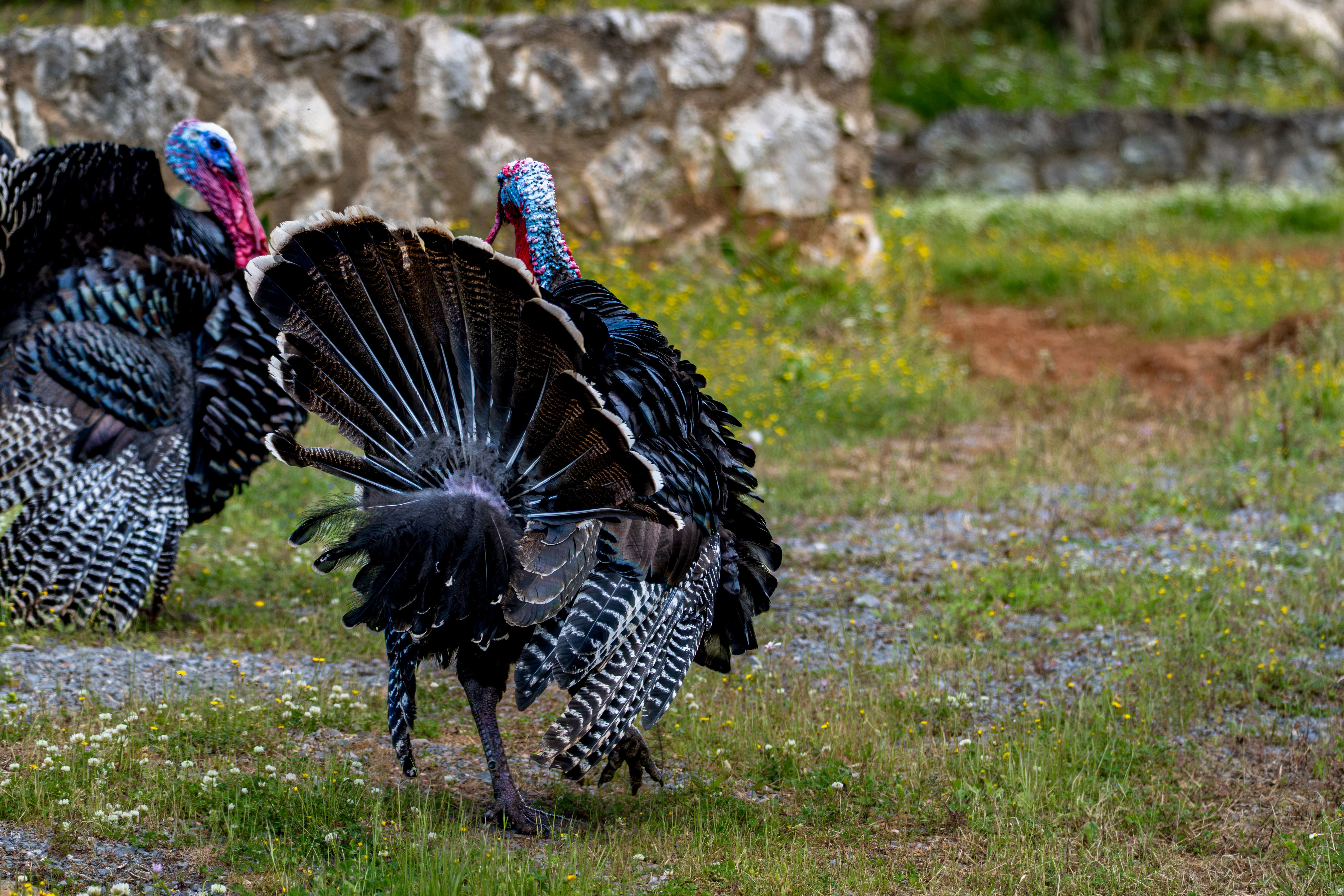 Two wild turkeys showcasing their vibrant plumage in a natural outdoor setting.