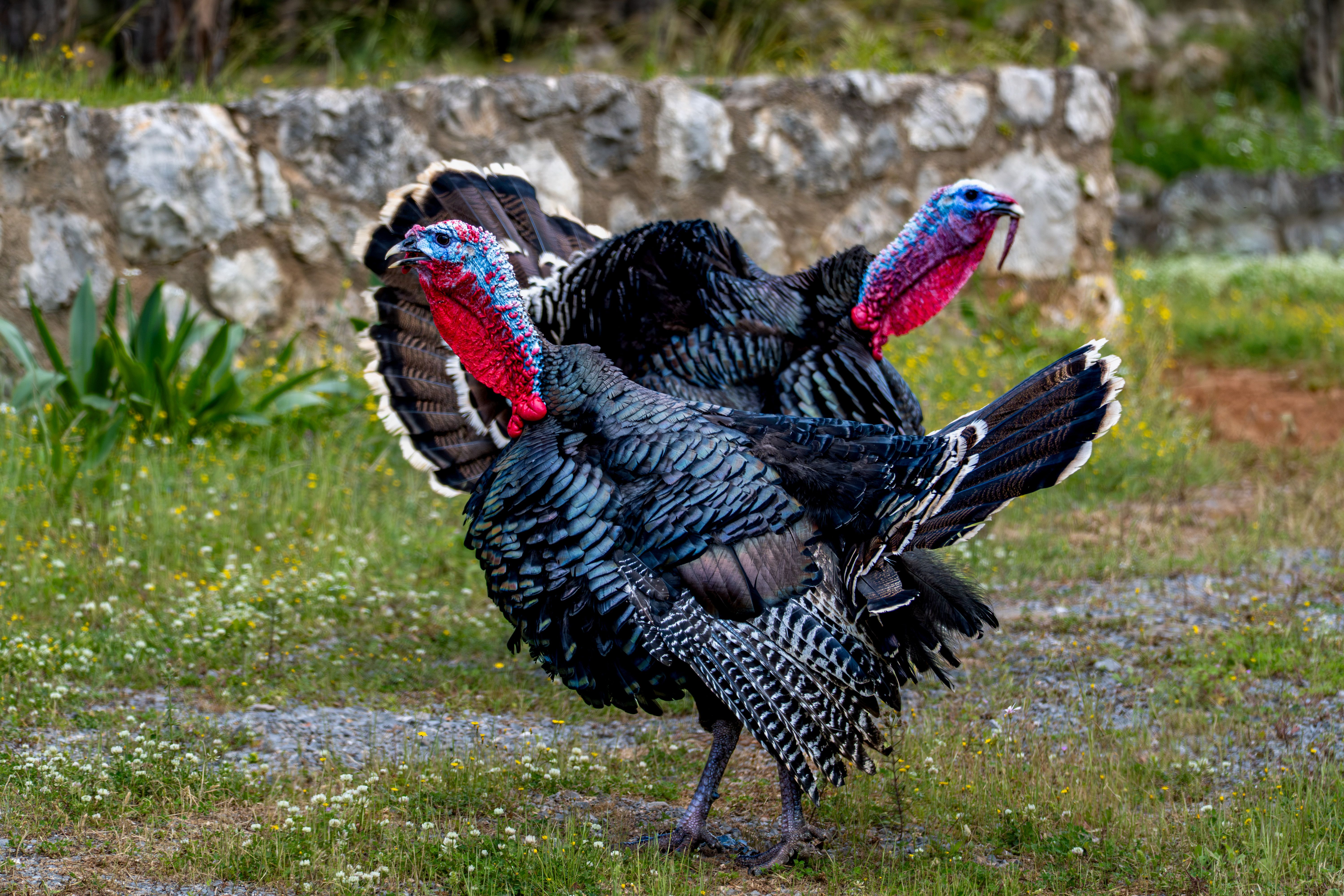 Two vibrantly colorful wild turkeys strutting on grass with stone wall backdrop.