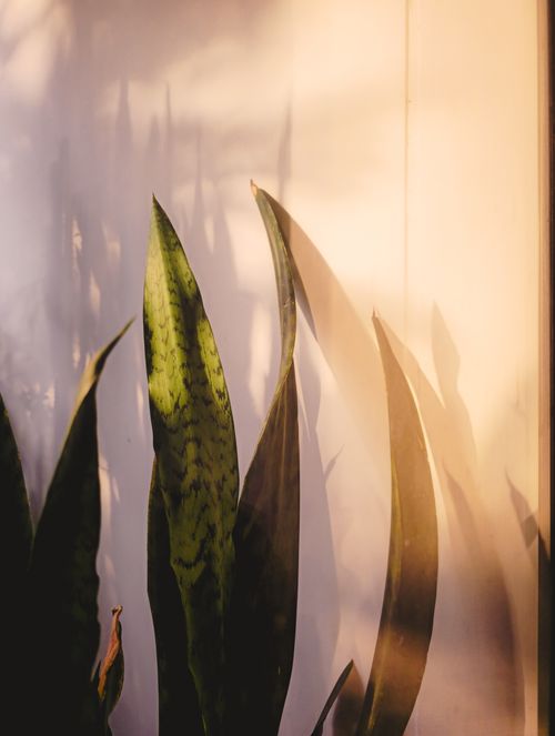 Free Beautiful snake plant leaves casting shadows in warm indoor light. Stock Photo