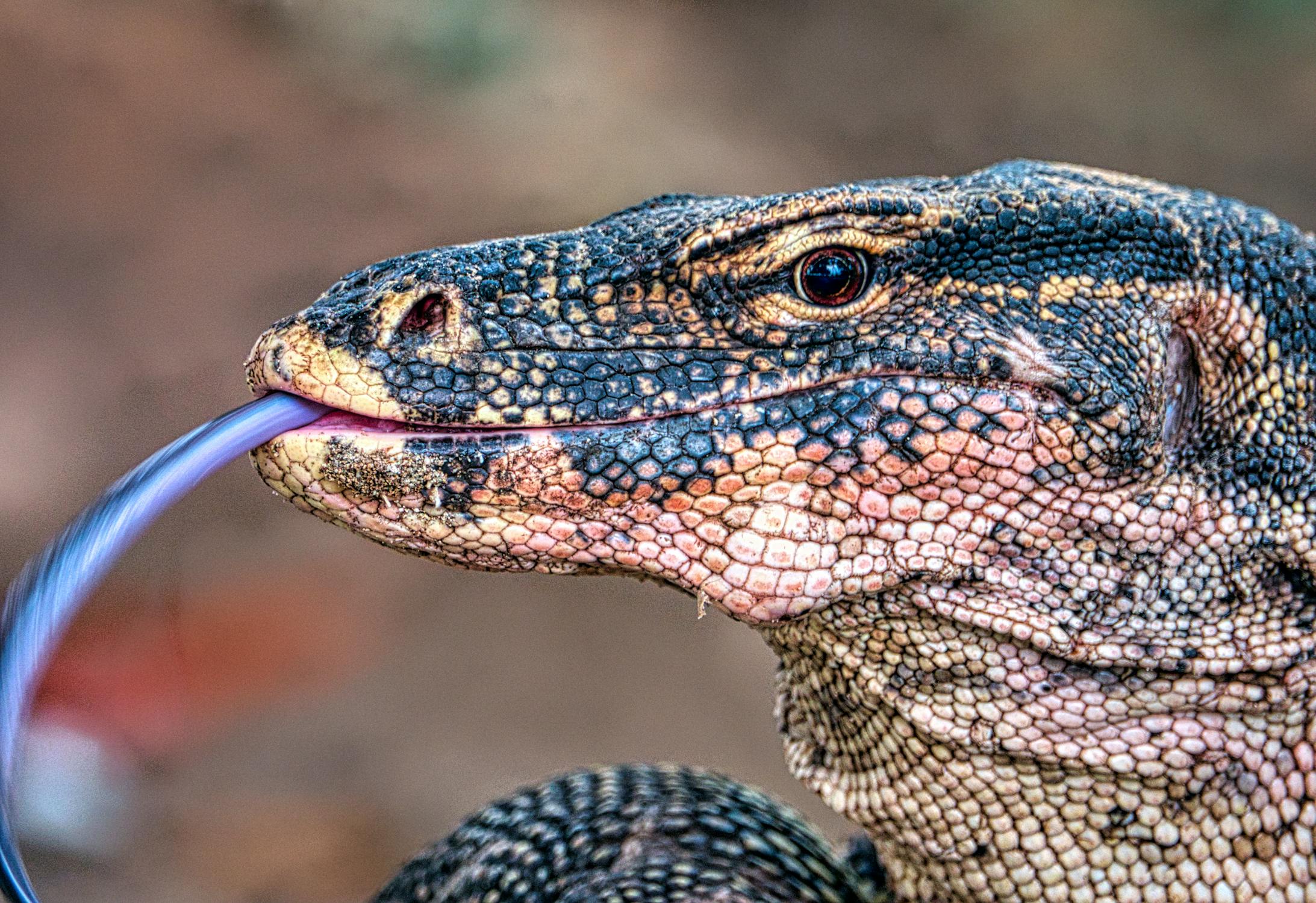 Komodo Dragons Threatened to Extinction by Climate Change