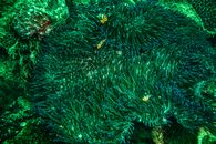 Orange and Black Fish on Green Coral Reef