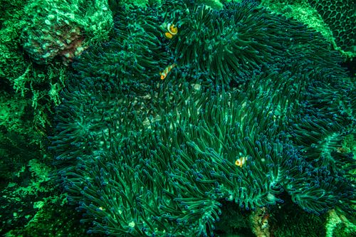 Free Vibrant underwater scene of clownfish amidst lush green anemone, showcasing marine biodiversity. Stock Photo