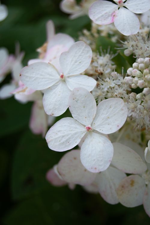Free Detailed view of delicate white hydrangea flowers captured in natural light. Stock Photo